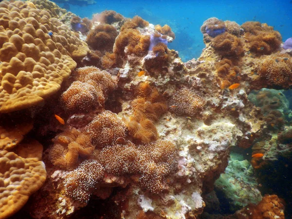 Underwater korallrev landskap bakgrund i den djupblå ocea — Stockfoto