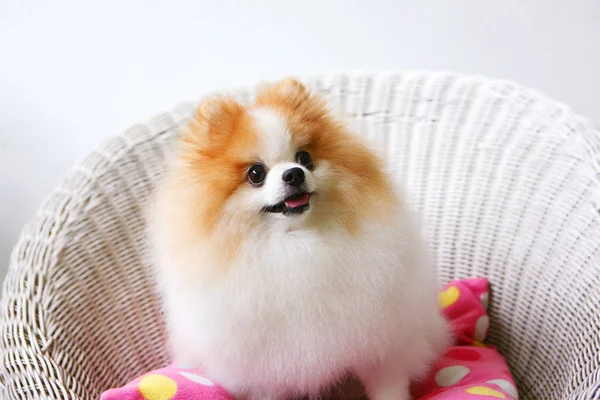 Rosto feliz e engraçado de cão pomerano com fundo embaçado . — Fotografia de Stock