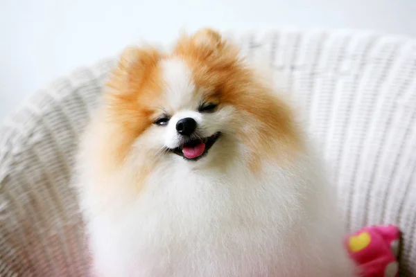 Happy and Funny face of pomeranian dog with blurry background. — Stock Photo, Image