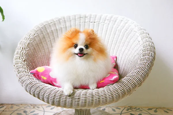 Rosto feliz e engraçado de cão pomerano com fundo embaçado . — Fotografia de Stock