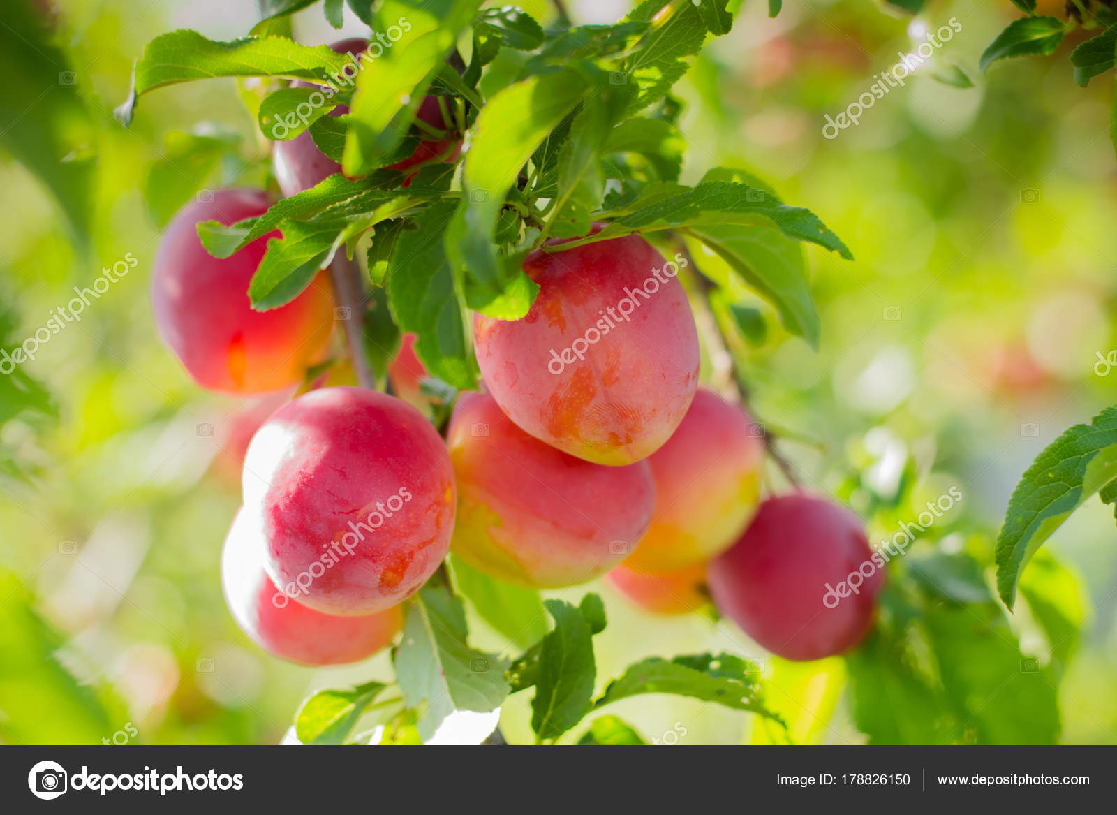 Plum Tree Fruits Plum Tree Delicious Big Red Plums Sunrise Stock Photo