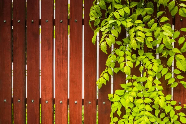 夏天的后院花园 古色古香的乡村薄荷绿色木栅栏与层叠的绿色 竹板与常春藤生长框架 天然木制 免版税图库图片