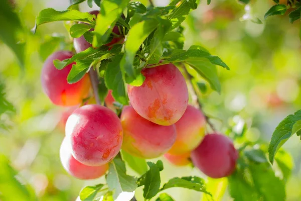 Pruimenboom Met Vruchten Pruimenboom Met Heerlijke Grote Rode Pruimen Bij Rechtenvrije Stockafbeeldingen