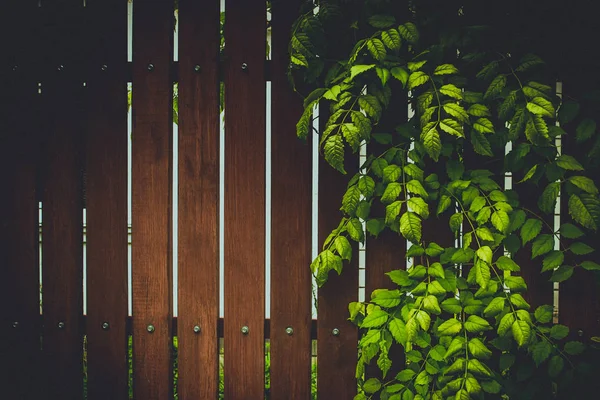 Backyard garden during summer time. Antique rustic mint green wooden fence with cascading greenery.  Bamboo panels with ivy growing frame. Natural wooden background with green leaves. Rustic texture.