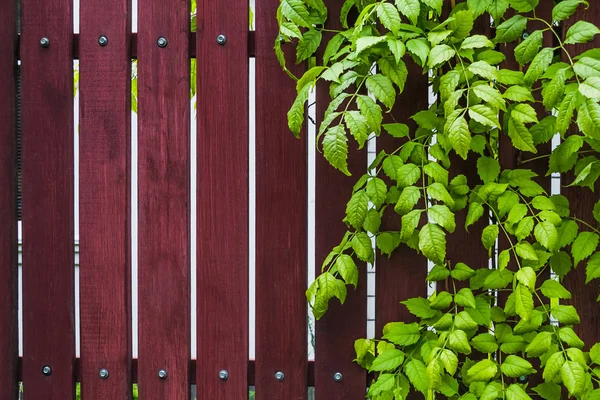 后院花园在夏季的时间 古色古香的乡村薄荷绿色木栅栏与层叠的绿色植物 竹板与常春藤生长框架 自然木背景与绿叶 质朴的质感 免版税图库照片