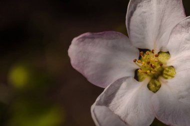 Karanlık bir arka plan Yazıt için bir yer olarak güzel elma ağacı.