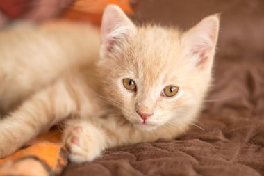 Yatıyor küçük bir kırmızı kedi yavrusu