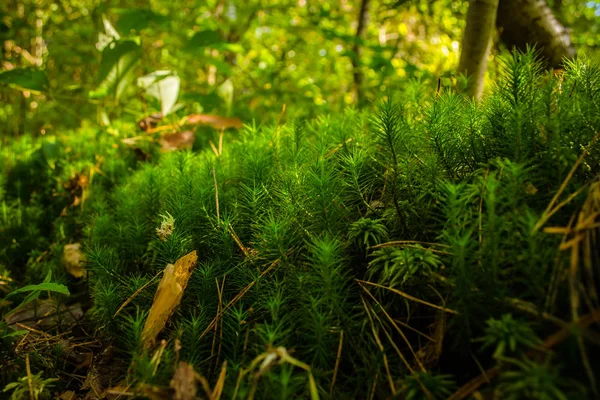 Mousse Verte Dans Forêt Les Verts Sont Boisés Arbres — Photo