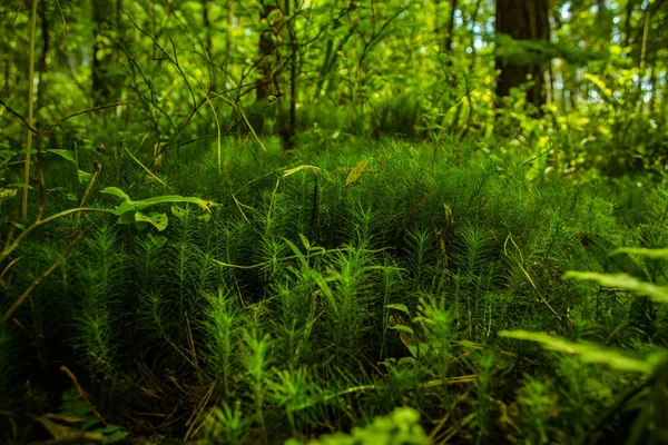 Grünes Moos Wald Die Grünflächen Sind Bewaldet Bäume — Stockfoto