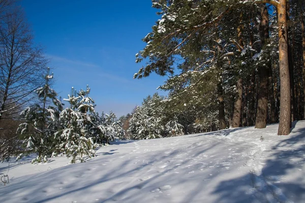 Pueblo Pryazhevo Región Zhytomyr Ucrania Paisaje Invernal Superficie Nieve Bosque — Foto de Stock