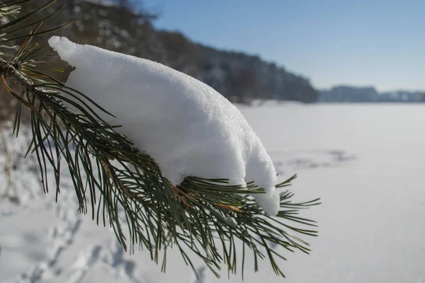 Pryazhevo 托米尔地区 乌克兰 冬季景观 针叶林在冬天 阳光明媚的一天 雪在树上 一个美丽的冬日 冬季背景 森林路 — 图库照片