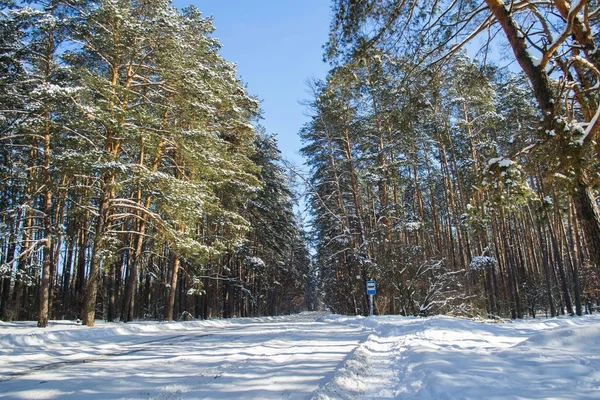 Pryazhevo Village Region Żytomierz Ukraina Zimowy Krajobraz Powierzchni Śniegu Las — Zdjęcie stockowe
