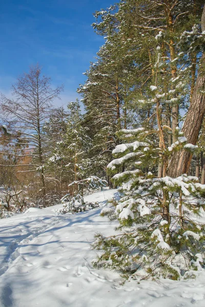 Pryazhevo Village Region Żytomierz Ukraina Zimowy Krajobraz Powierzchni Śniegu Las — Zdjęcie stockowe