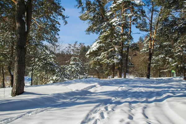 Pryazhevo 托米尔地区 乌克兰 冬季景观 针叶林在冬天 阳光明媚的一天 雪在树上 一个美丽的冬日 冬季背景 森林路 图库照片