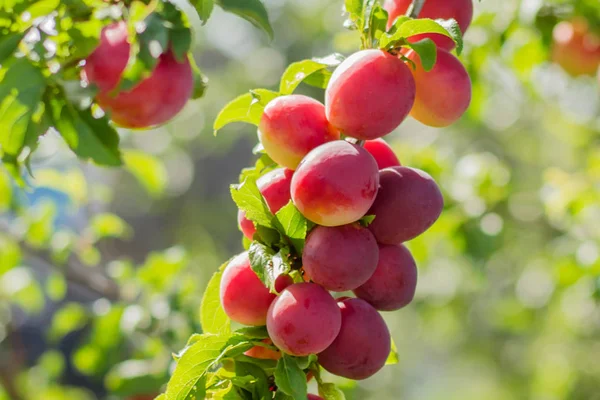 Plum tree with fruits. Plum tree with delicious big red plums at sunrise close up.