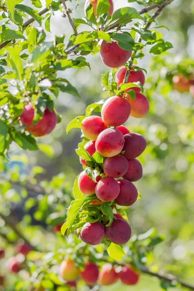 Plum tree with fruits. Plum tree with delicious big red plums at sunrise close up.