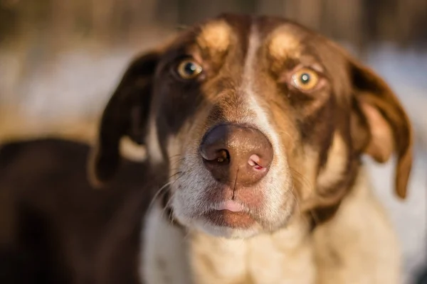 Stray dog in winter. A stray dog in the snow. Portrait of a mixed breed of white-brown dog on a winter street. Portrait of a beautiful dog. Close-up photo of a dog. A dog in the winter forest.