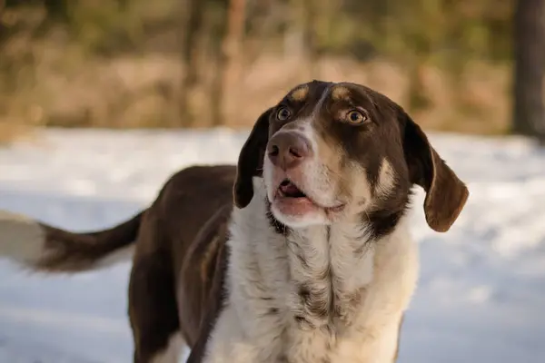 Stray dog in winter. A stray dog in the snow. Portrait of a mixed breed of white-brown dog on a winter street. Portrait of a beautiful dog. Close-up photo of a dog. A dog in the winter forest.