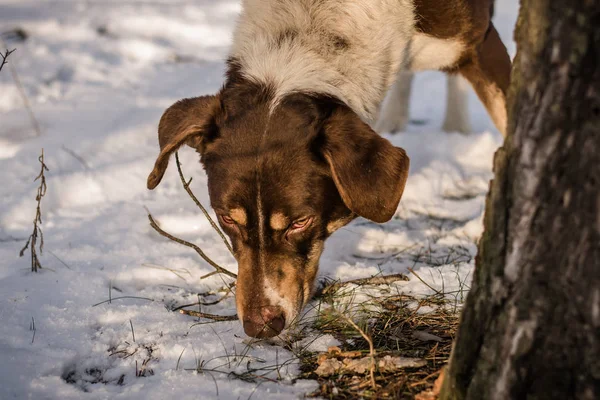 Stray dog in winter. A stray dog in the snow. Portrait of a mixed breed of white-brown dog on a winter street. Portrait of a beautiful dog. Close-up photo of a dog. A dog in the winter forest.