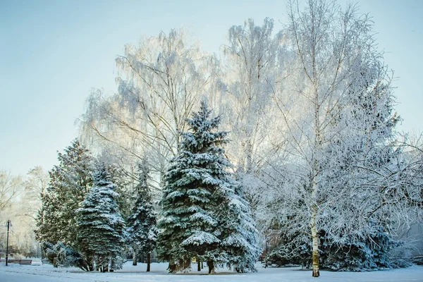 Stad Winterlandschap Prachtige Winterlandschap Stad Sneeuw Rijm Bomen Sneeuw Bomen — Stockfoto