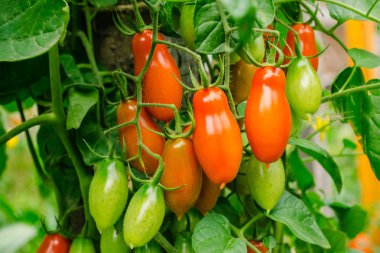 Doğal domates üzerinden bir çalı. Olgun kırmızı domates sera üzerinden. Olgun organik domates için bahçede, hasat için hazır. Taze domates.