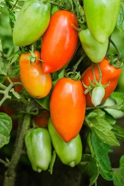 Natuurlijke Tomaat Uit Een Struik Rijpe Rode Tomaten Uit Broeikas Rechtenvrije Stockfoto's