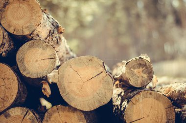 Ağaç kesiyorum. Ormana istiflenmiş çam ormanından tahta kütükler. Çam ve ladin ormanı. Ağaç kesme, odun kesme, orman endüstrisi. Doğal ahşap arkaplan.