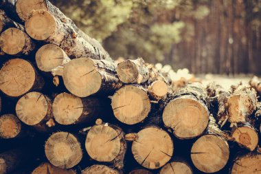 Ağaç kesiyorum. Ormana istiflenmiş çam ormanından tahta kütükler. Çam ve ladin ormanı. Ağaç kesme, odun kesme, orman endüstrisi. Doğal ahşap arkaplan.