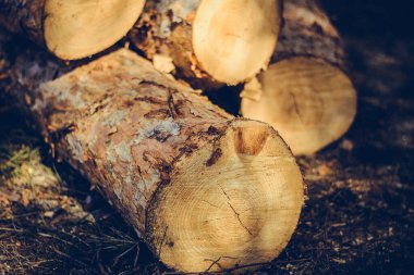 Ağaç kesiyorum. Ormana istiflenmiş çam ormanından tahta kütükler. Çam ve ladin ormanı. Ağaç kesme, odun kesme, orman endüstrisi. Doğal ahşap arkaplan.