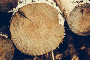 Ağaç kesiyorum. Ormana istiflenmiş çam ormanından tahta kütükler. Çam ve ladin ormanı. Ağaç kesme, odun kesme, orman endüstrisi. Doğal ahşap arkaplan.