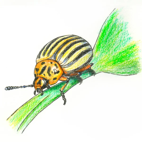 The illustration of Colorado potato beetle