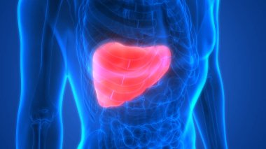 İnsan vücudu organların anatomisi (karaciğer)