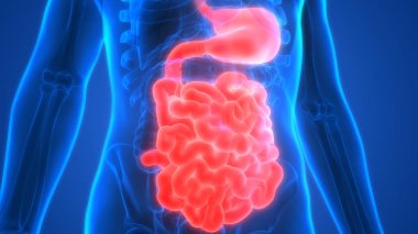 İnsan sindirim sistemi anatomisi (mide bağırsağın ile)