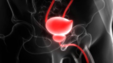 İnsan vücudunun organları (idrar kesesi)