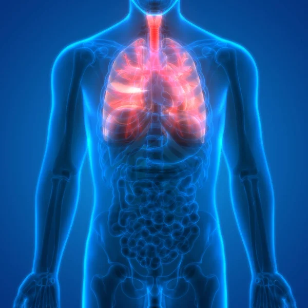 Órgãos Corpo Humano Anatomia Dos Pulmões — Fotografia de Stock