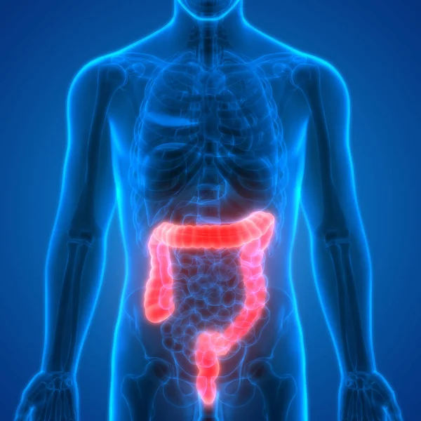 Anatomía Del Sistema Digestivo Humano Intestino Grueso —  Fotos de Stock