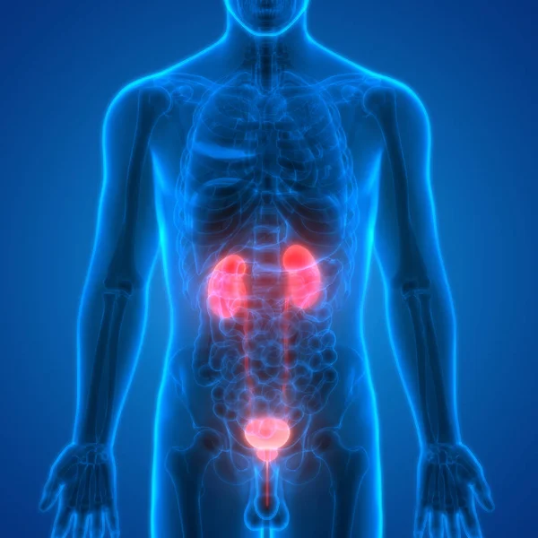 Órganos Del Cuerpo Humano Riñones Con Vejiga Urinaria — Foto de Stock