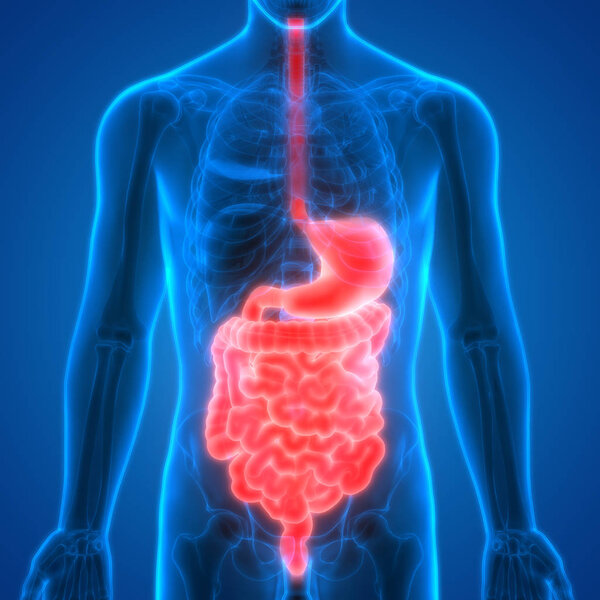 Анатомия пищеварительной системы человека