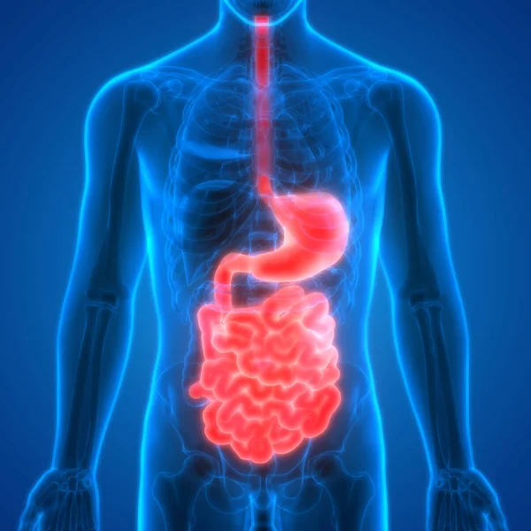 Ludzki Układ Trawienny Anatomii Żołądka Jelita Cienkiego — Zdjęcie stockowe