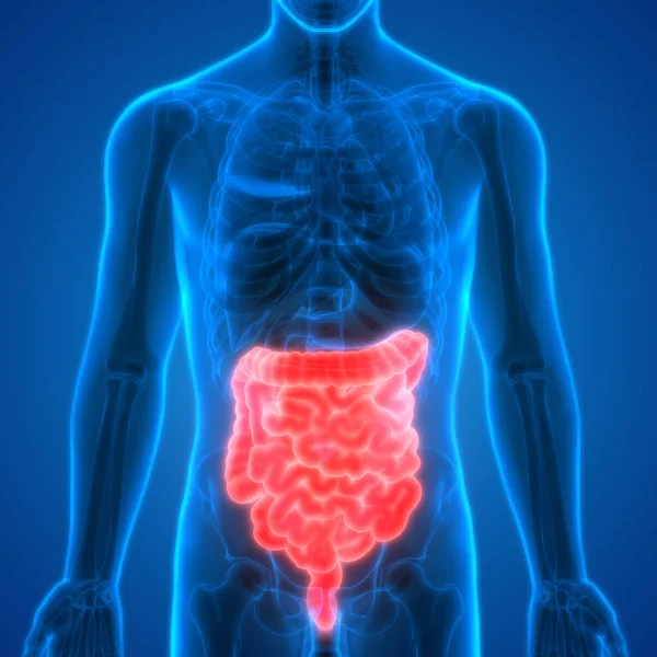 Human Digestive System Anatomy Large Small Intestine — Stock Photo, Image