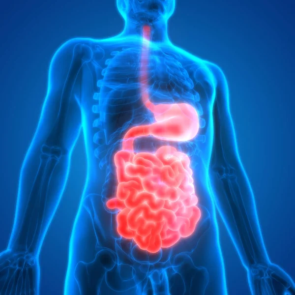 Anatomía Del Sistema Digestivo Humano Estómago Con Intestino Delgado — Foto de Stock