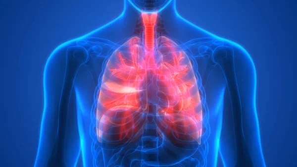 Órganos Del Cuerpo Humano Anatomía Los Pulmones —  Fotos de Stock