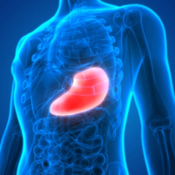 Nsan Sindirim Sistemi Mide Anatomisi — Stok fotoğraf