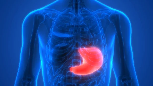Sistema Digestivo Humano Anatomía Del Estómago — Foto de Stock