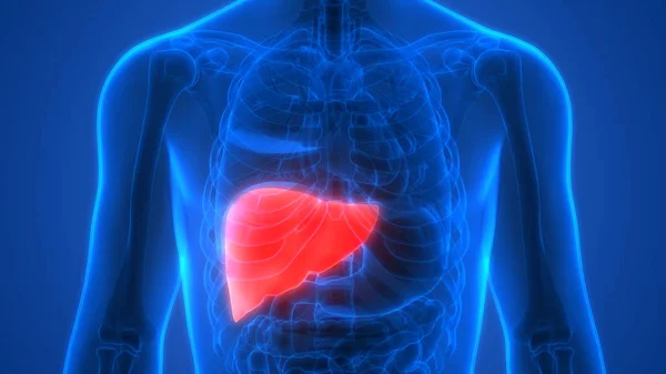 Nsan Vücudu Organların Anatomisi Karaciğer — Stok fotoğraf