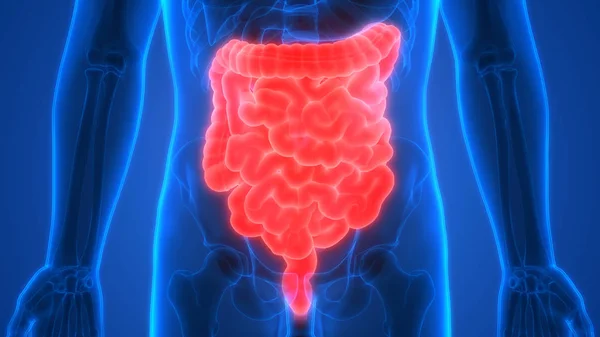 Anatomía Del Sistema Digestivo Humano Intestino Delgado Grueso — Foto de Stock