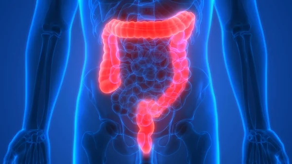 Anatomía Del Sistema Digestivo Humano Intestino Grueso — Foto de Stock