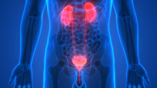Menselijk Lichaamsorganen Nieren Met Urineblaas — Stockfoto