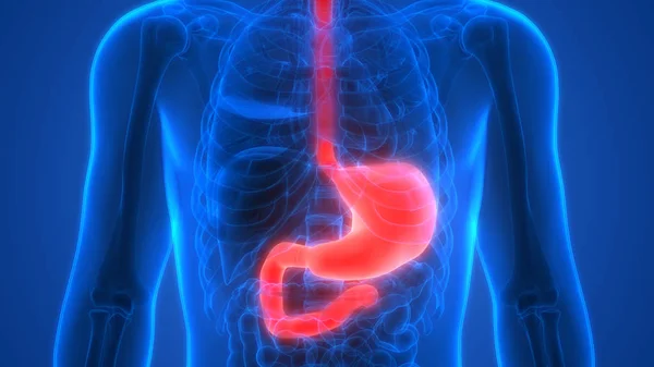 人間の消化器系 胃の解剖学 — ストック写真
