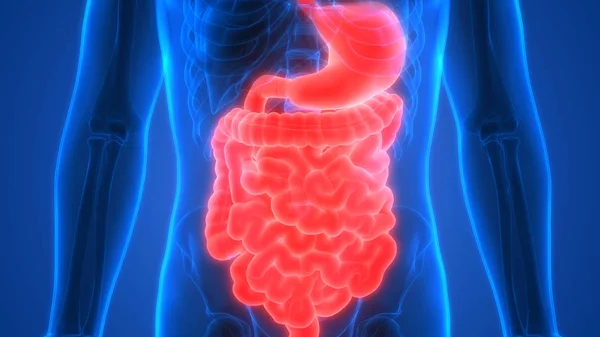 Anatomía Del Sistema Digestivo Humano — Foto de Stock